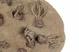 Plate of Eleven Alien-Looking Jimbacrinus Crinoids - Australia #188634-1